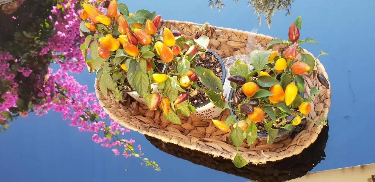 Bed And Breakfast Nika Barbat na Rabu